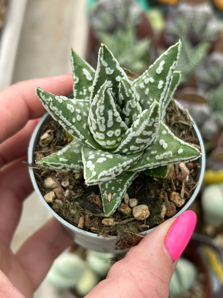 Haworthia pumila SELECTED / HAWORTHIA PAPILLOSA