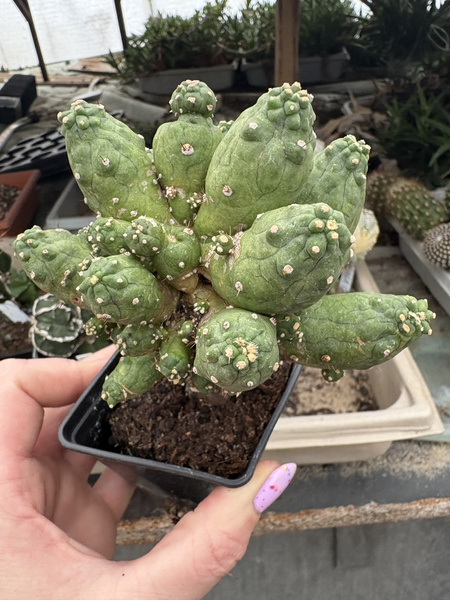 Echinopsis subdenudata 'Monstruosa'
