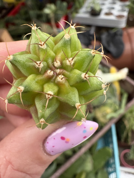 Gymnocalycium mihanovichii SPECJALNY KOLOR