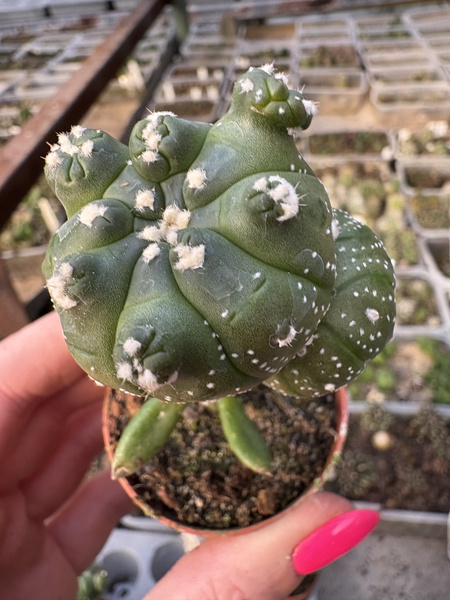 Astrophytum asterias 'Kikko'
