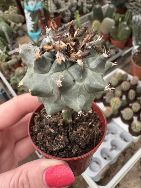 Turbinicarpus swobodae