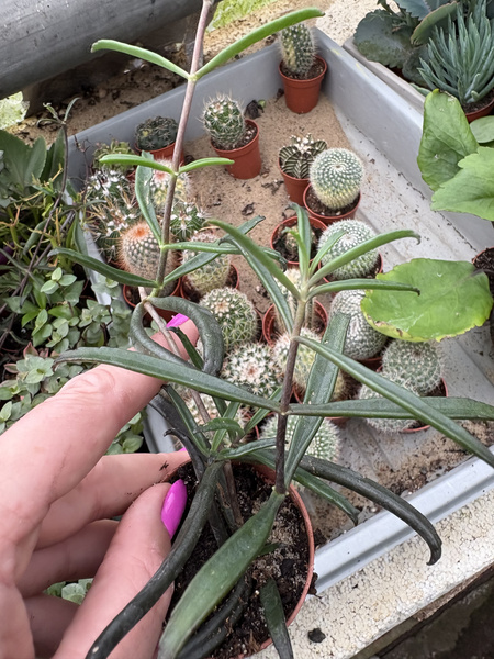 Kalanchoe beauverdii