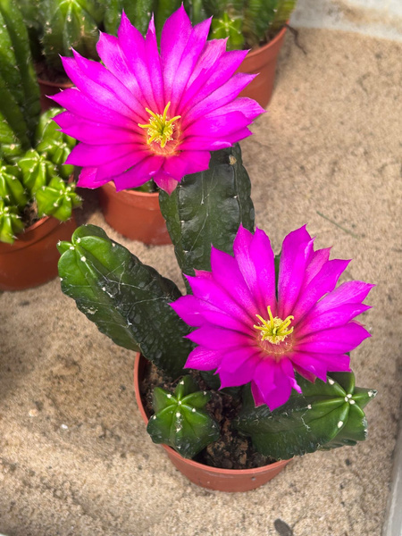 Echinocereus viereckii ssp. morricalii