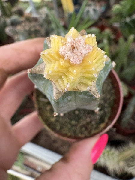 Aztekium valdezii 'Variegata'
