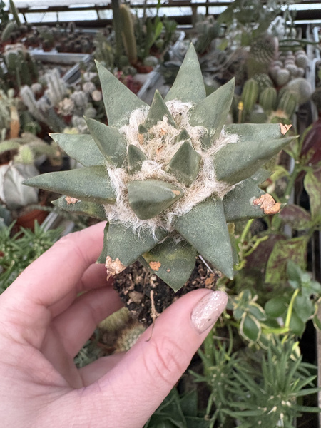 Ariocarpus trigonus