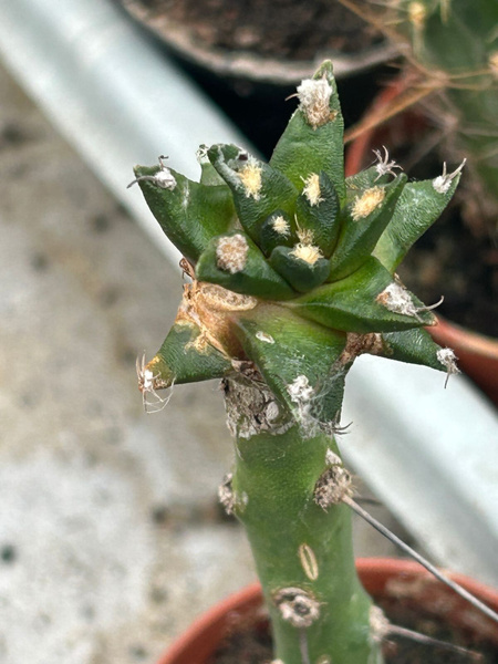 Ariocarpus agavoides