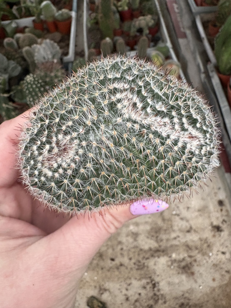 Mammillaria woodsii 'Cristata'