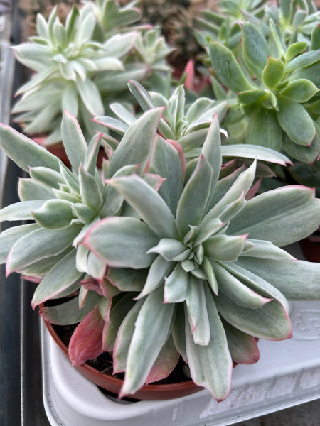 Echeveria violet queen 'Variegata Monstruosa'