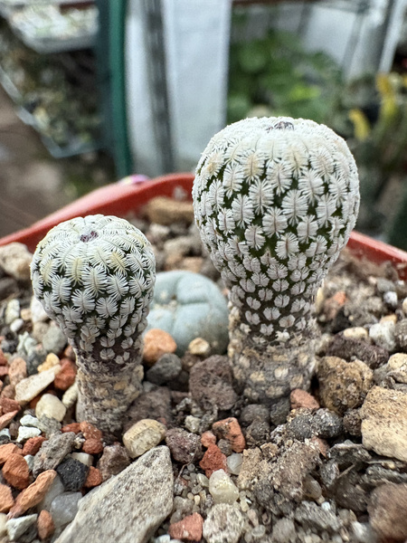 Turbinicarpus pseudopectinatus x2