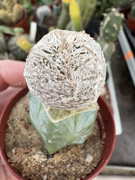 Astrophytum myriostigma 'Blind'