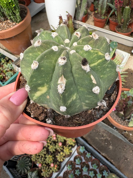 Echinopsis subdenudata 'Variegata'