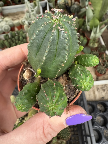 Euphorbia symmetrica 'Prolifera'