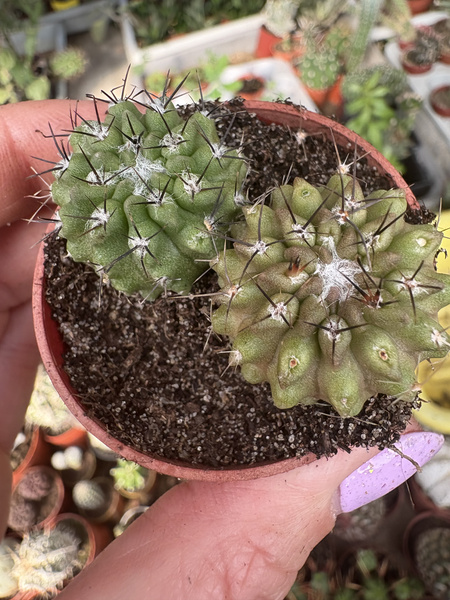 Horridocactus floccosus x2