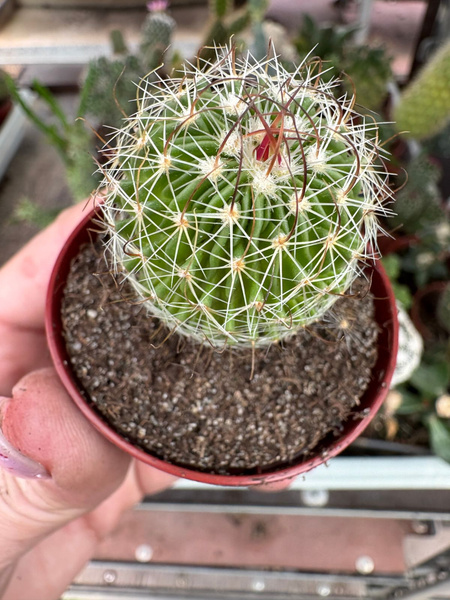 Stenocactus spinosus