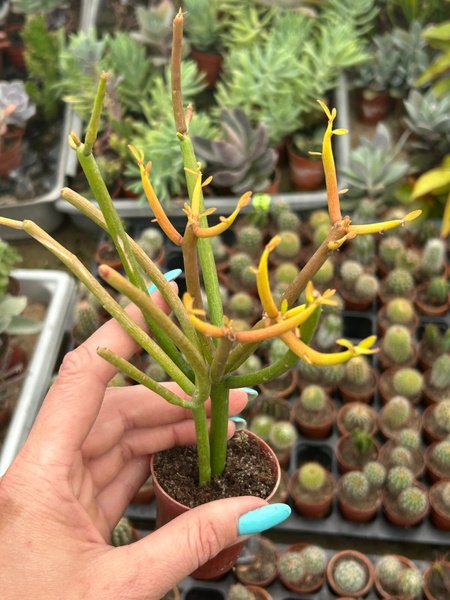 Euphorbia tirucalli 'Sticks on Fire' - Wilczomlecz palczasty - Indyjskie drzewo wilczomleczowe