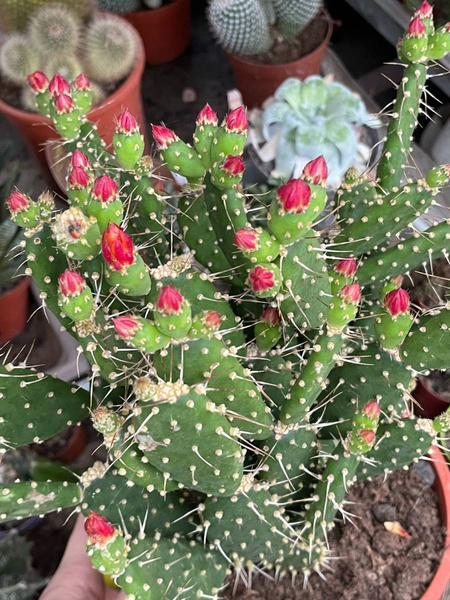 Opuntia quitensis