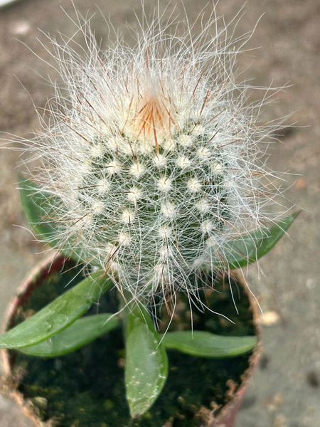 Cremnocereus albipilosus