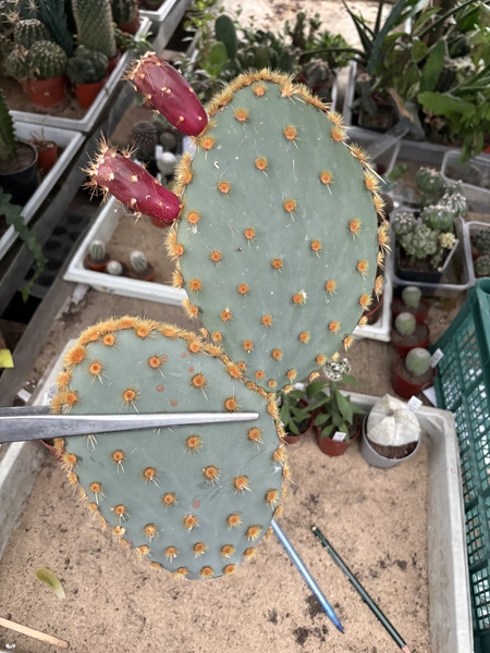 Opuntia engelmannii var. aciculata