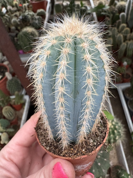 Pilosocereus pachycladus