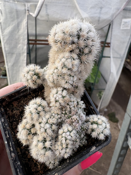 MAMMILLARIA GRACILIS ŚNIEŻNA KULA Arizona Snowcap
