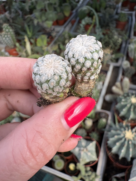 Turbinicarpus valdezianus x2