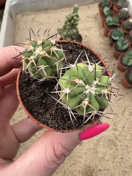 Acanthocalycium thionanthum x2