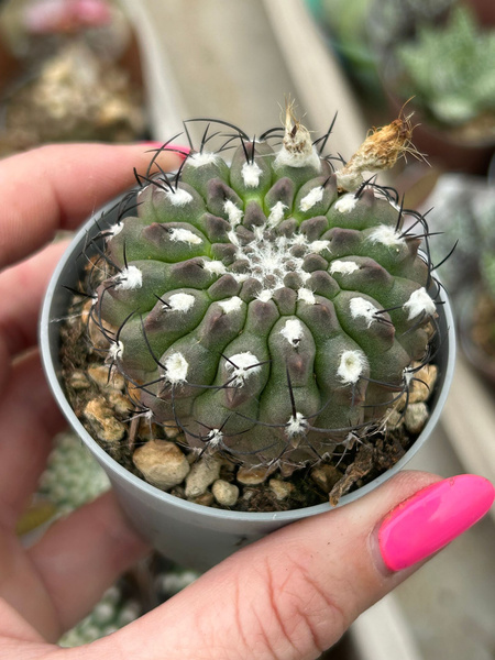 Neoporteria woutersiana