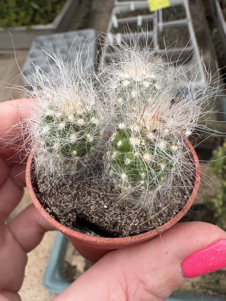 Cremnocereus albipilosus ASK1300