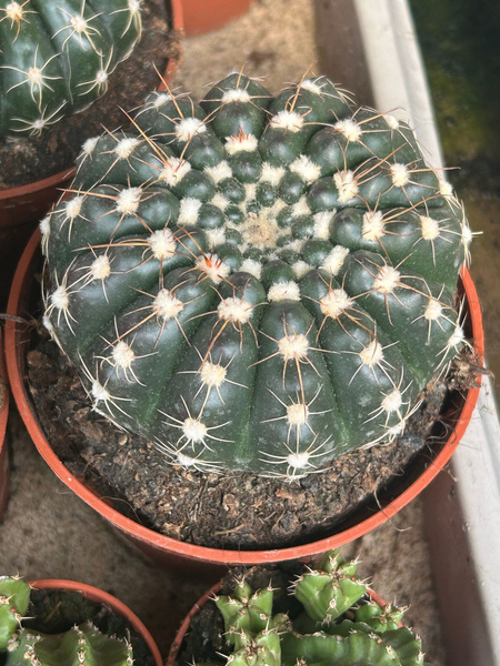 Notocactus uebelmannianus