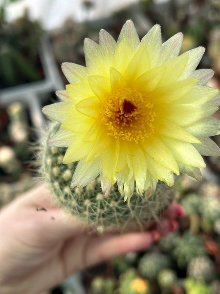 Notocactus arnostiana