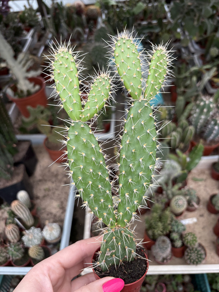 Opuntia leucotricha