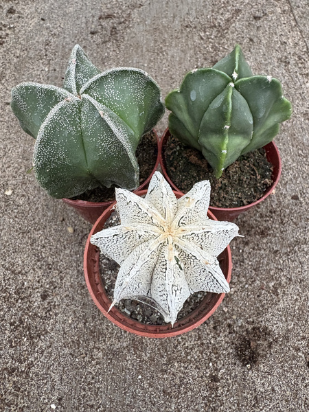 Astrophytum MIX x 3 różne