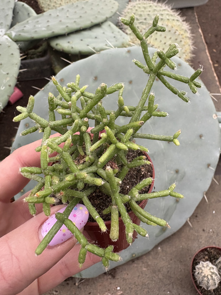Rhipsalis cereuscula