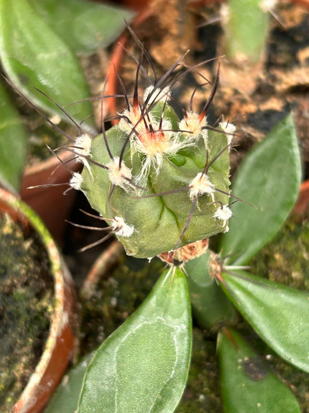 Astrophytum ornatum 'Nigrispina' hybr.