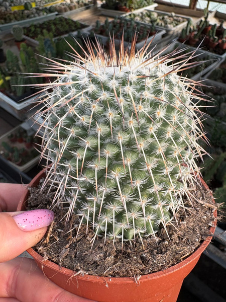 Mammillaria parkensonii