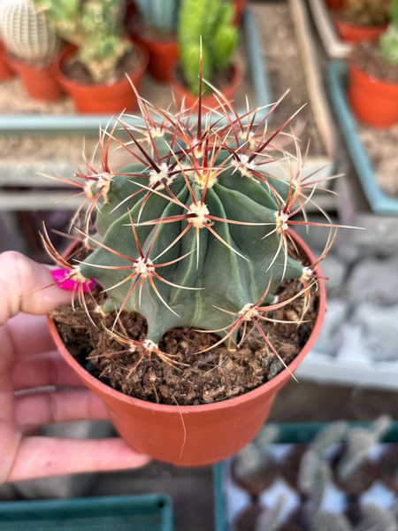 Ferocactus histrix Kaktus Cukierkowy