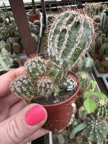 Echinopsis multiplex 'Haku Jo'