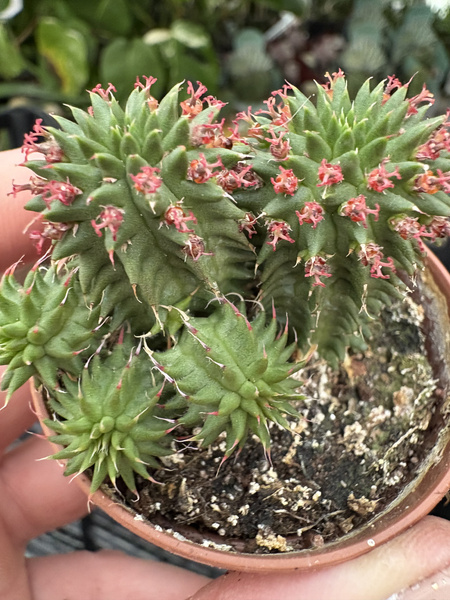 Eeuphorbia suzannae