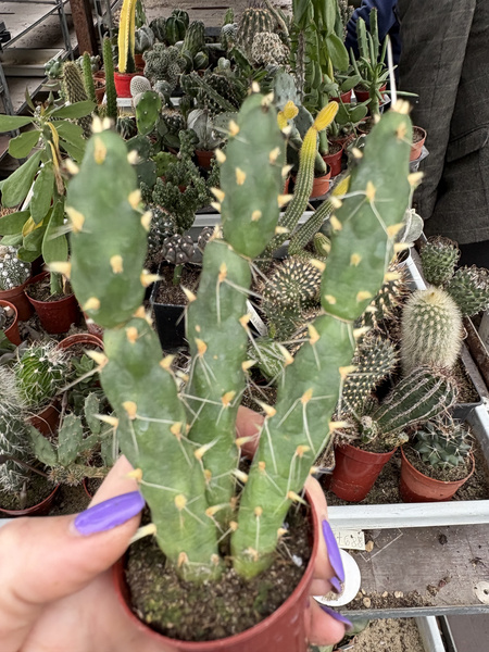 Cumulopuntia sphaerica