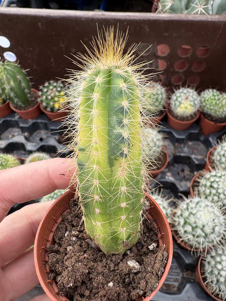 Pilosocereus azureus 'Variegata'