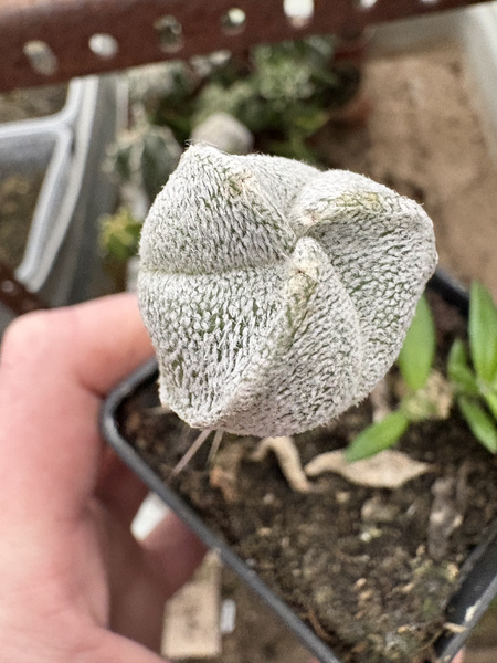 Astrophytum coahuilense 'Trigona'