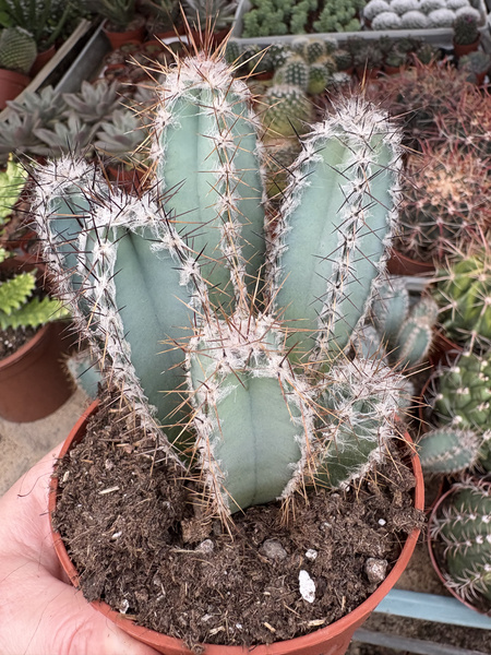 Cereus forbesii