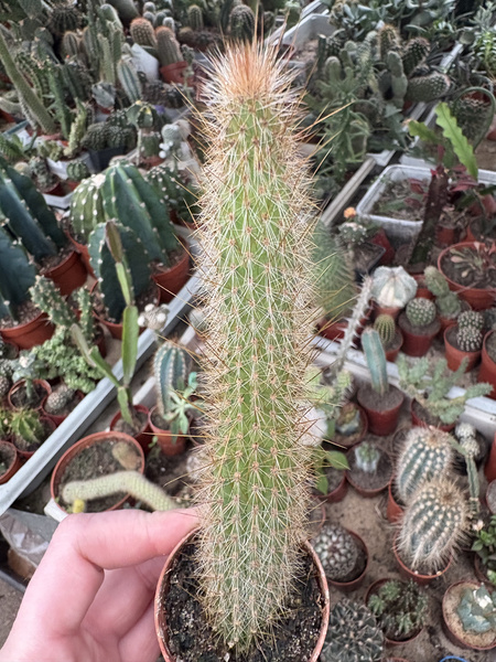 Cleistocactus hyalacanthus