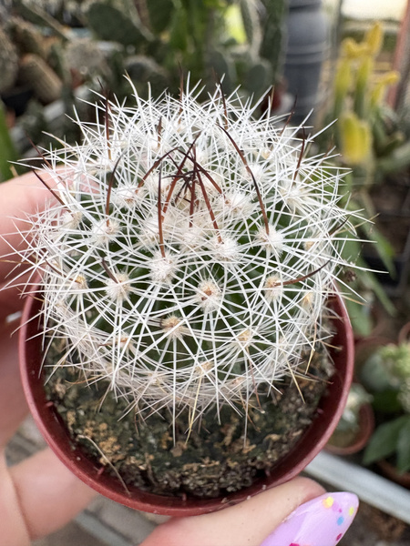 Stenocactus zacatecasensis