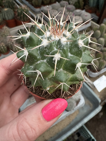 Mammillaria karwinskiana