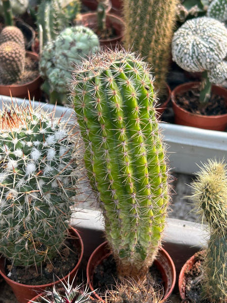 Echinopsis hybr. 'Variegata'