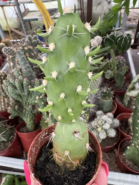 Cumulopuntia boliviana