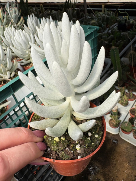 Senecio haworthii