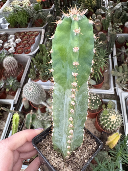 Cereus peruvianus