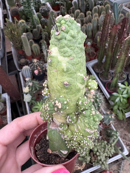 Echinopsis subdenudata 'Monstruosa'